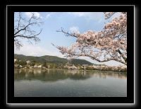 002 Kyoto Arashiyama Daikaku-ji le parc et l'étang Osawa entouré de cerisiers